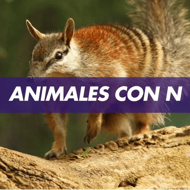 Animal con N