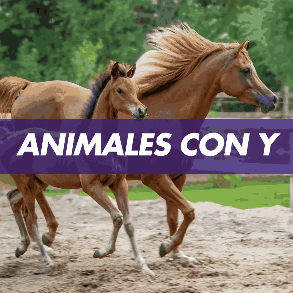 ANIMAL CON Y