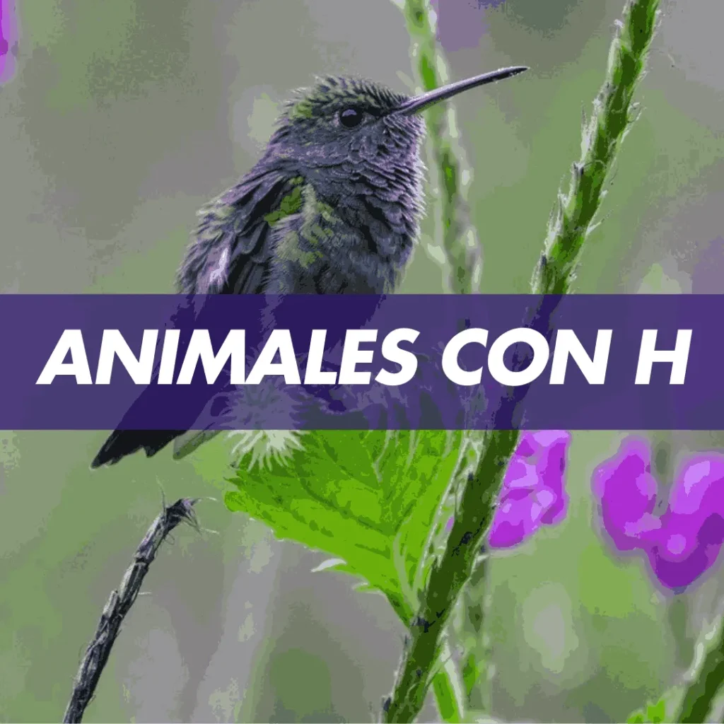 animal con h