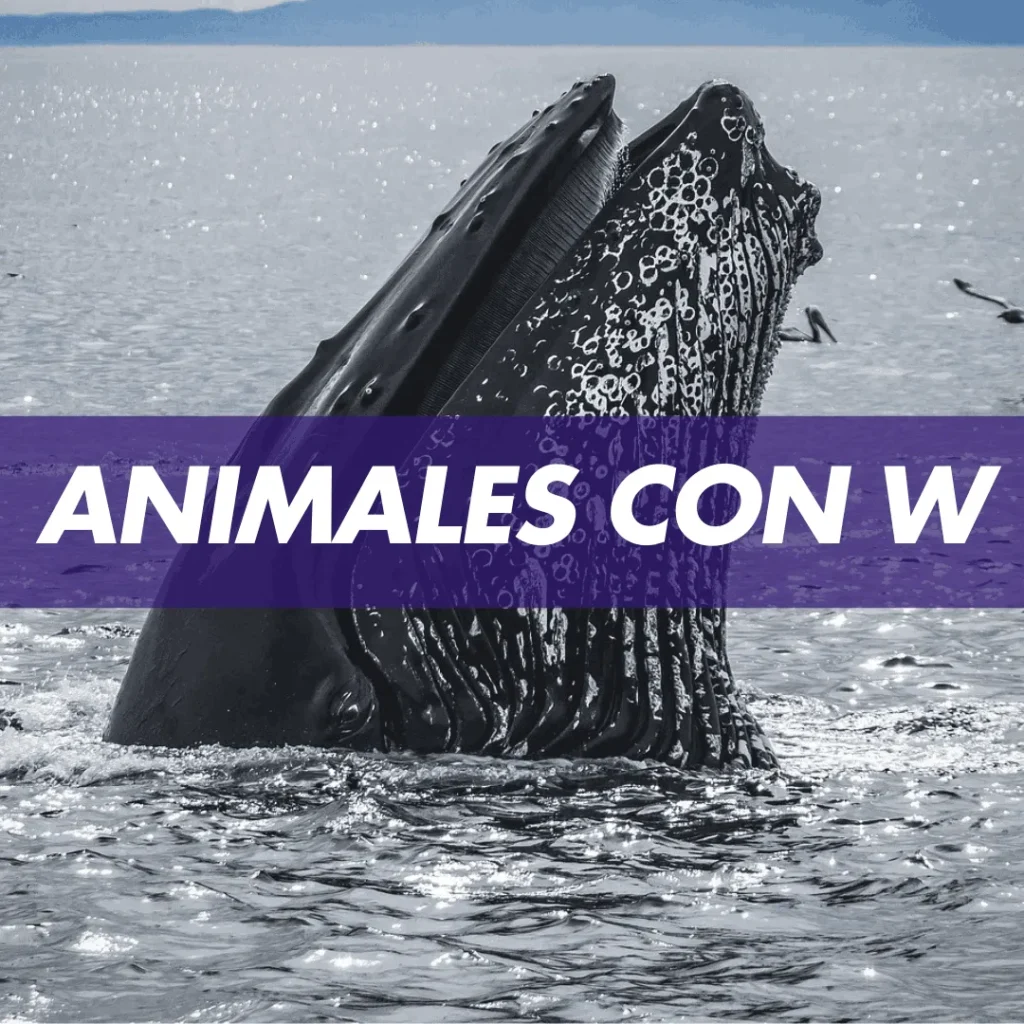 animal con w
