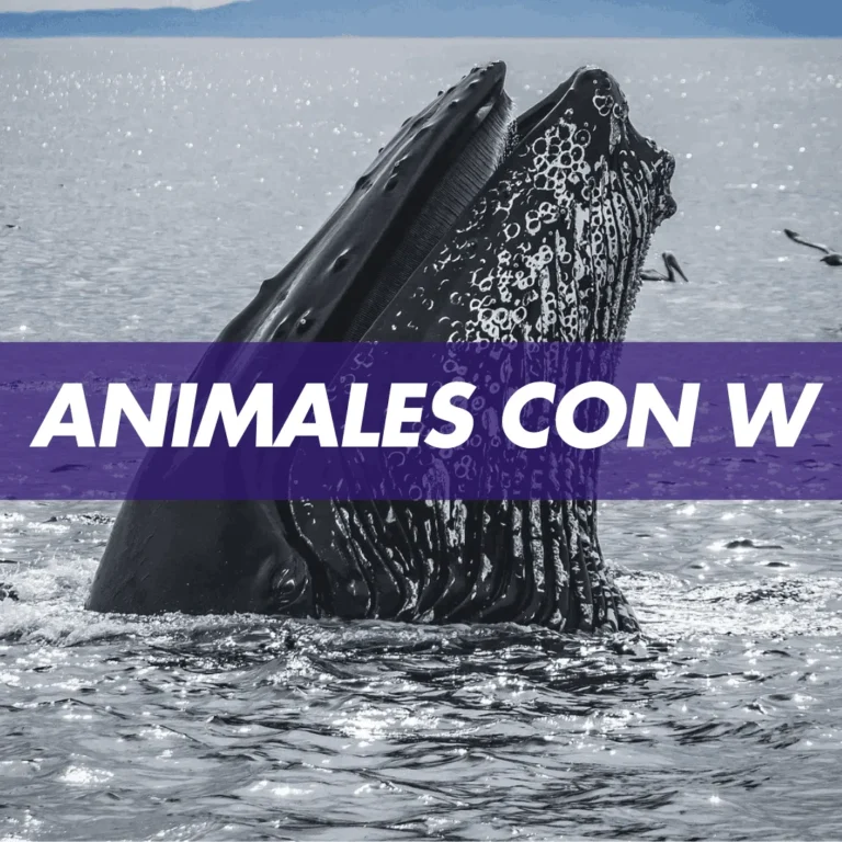 animal con w