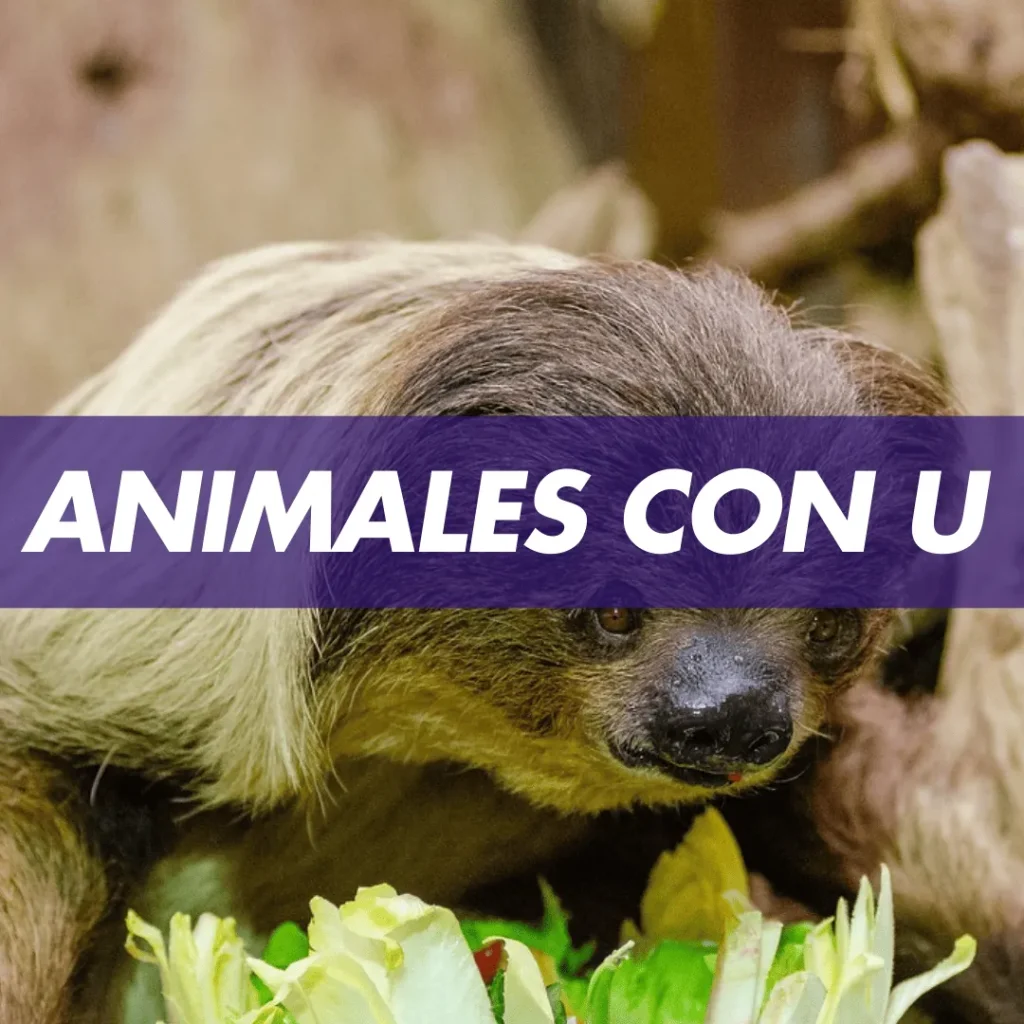 ANIMAL CON U