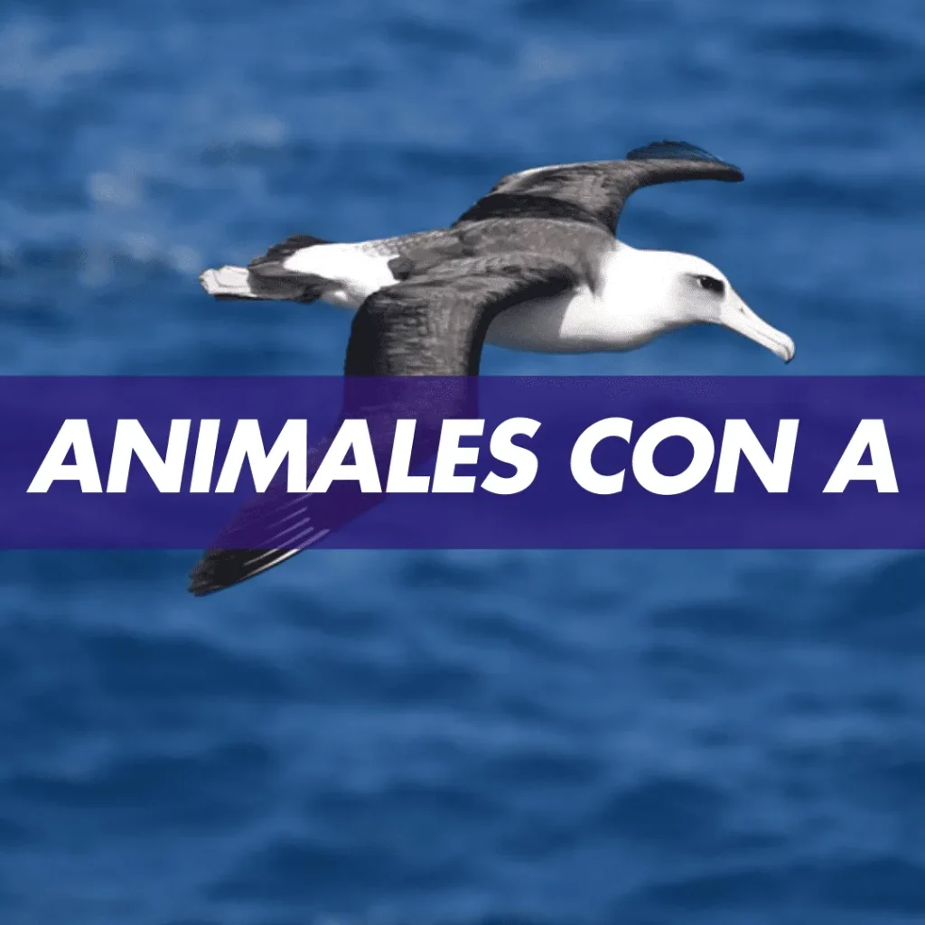 animales con a, animal con a, Animales Que Comienzan Con La Letra A