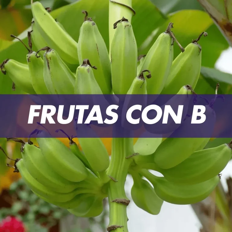 fruta con b, fruta que empieza con la letra b, frutas con b,