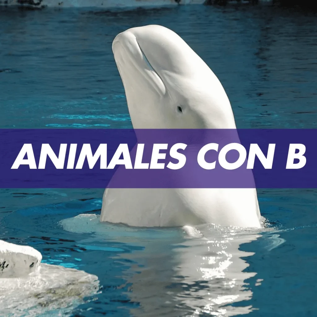 animal con b animales con b Animales que empiezan con b Animales que empiezan con la letra b