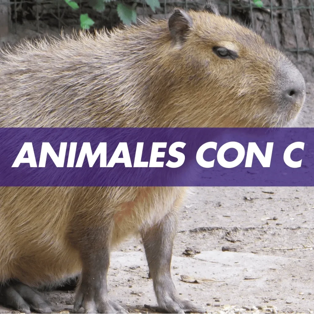 animal con c, animales con c, Animales que empiezan con c, Animales que empiezan con la letra c