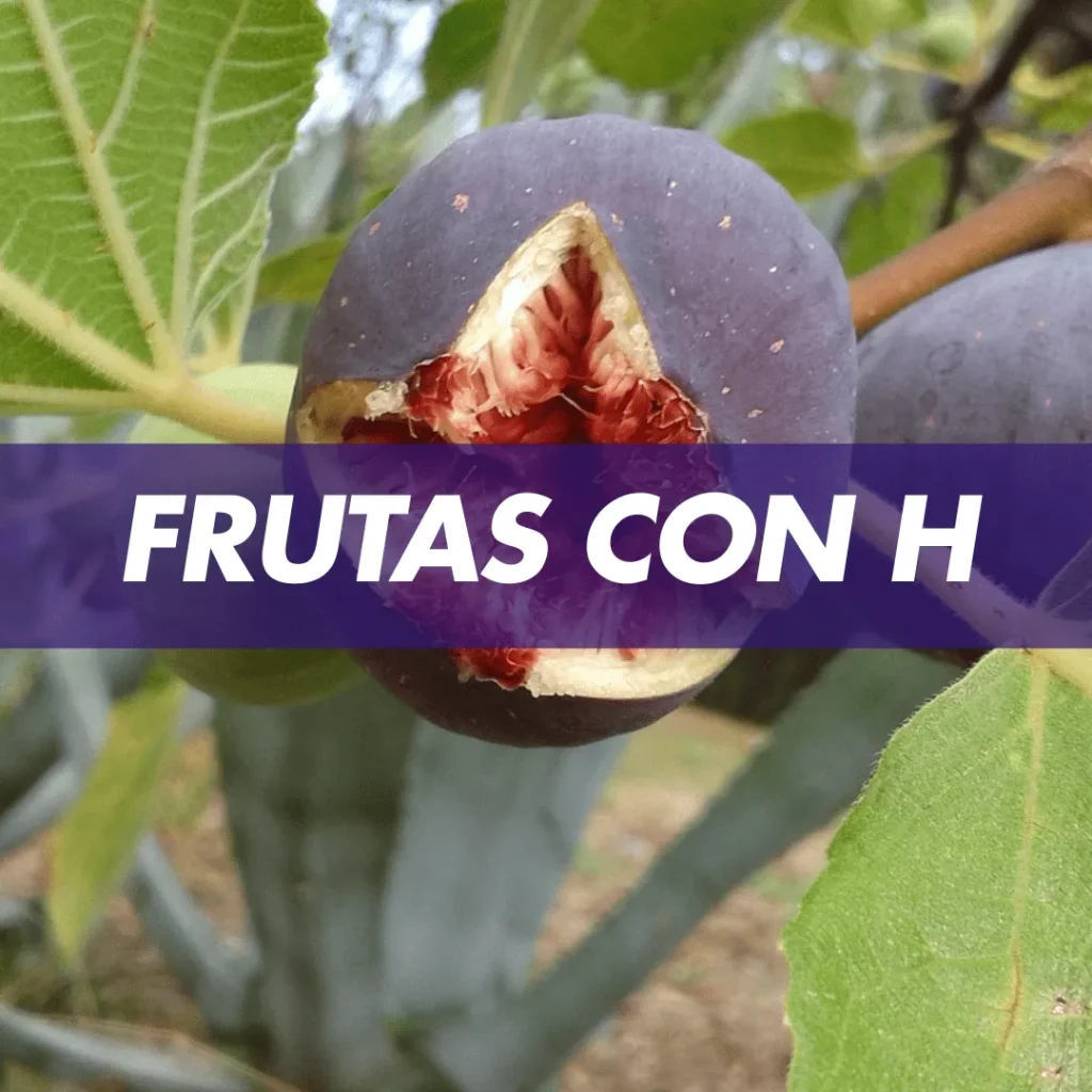 fruta con h frutas con h frutas que comienzan con la letra h frutas que comienzan con h