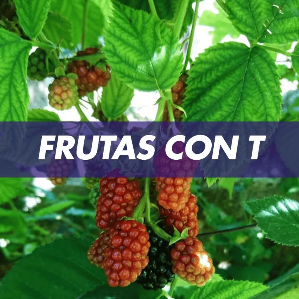 fruta con t frutas con t Frutas que empiezan con T Frutas que empiezan con la letra T