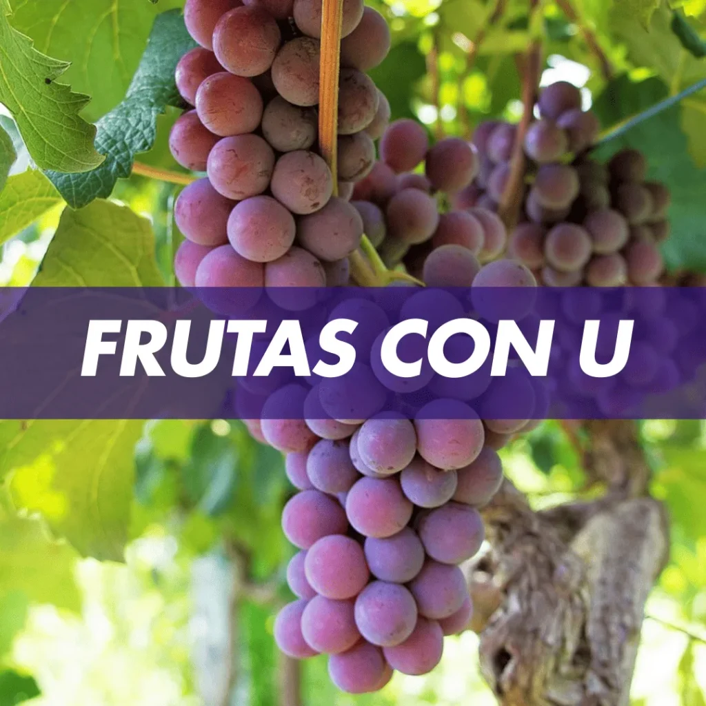 frutas con u fruta con u frutas que comienza con u frutas que comienza la letra con u
