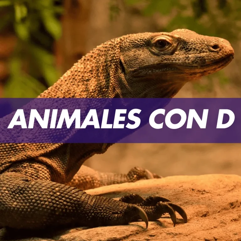 animal con d animales con d animales que empiezan con la letra d animales que empiezan con d