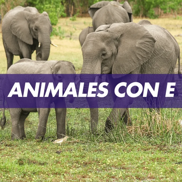 animales con e animal con e Animales que empiezan con E Animales que empiezan con la letra E